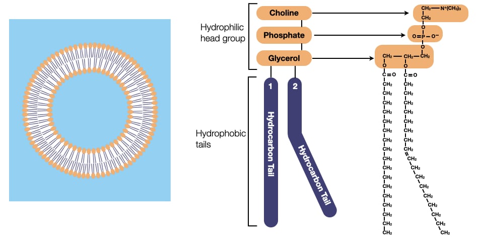 Scientific Foundations