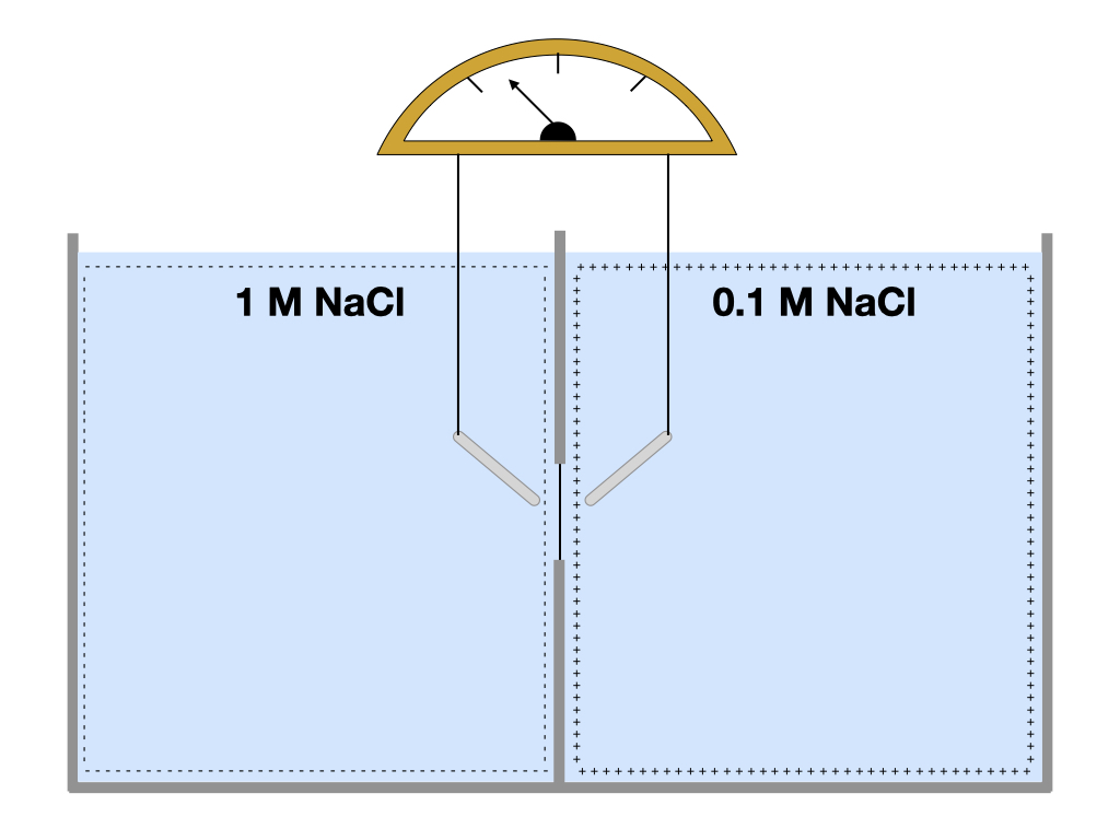Movement of sodium ions generates a voltage across the membrane.