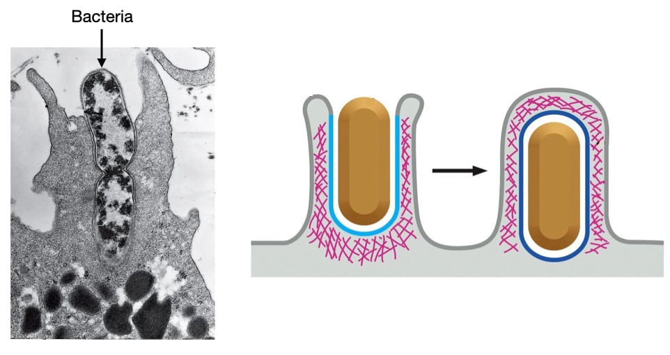 Phagocytosis engulfs large particles and microorganisms.