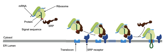 Secretory proteins are translated and translocated across the ER membrane.