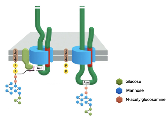 Many proteins are modified through glycosylation in the ER.
