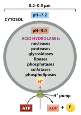 Lysosomes contain many digestive enzymes that are active at low pH.