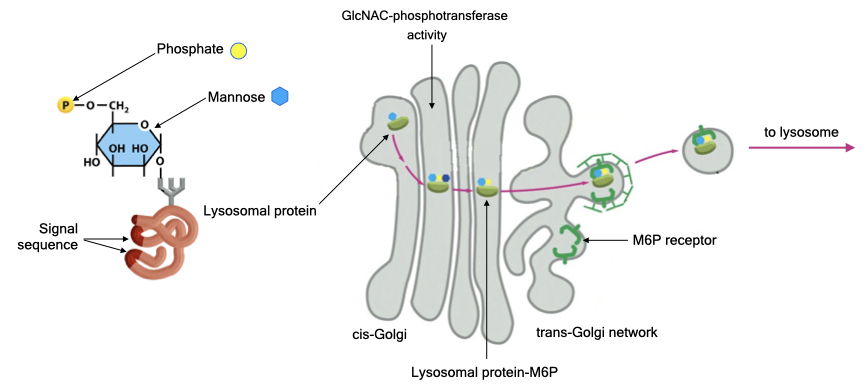 Mannose-6-phosphate targets proteins to lysosomes.