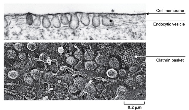Pinocytosis ingests small amount of the cell membrane through formation of endocytic vesicles.