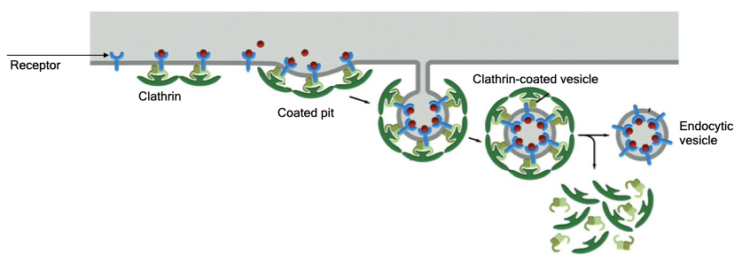 Receptor-mediated endocytosis takes up specific proteins from the cell membrane.