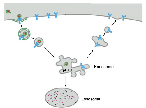 Recycling pathway returns receptors to cell membrane and delivers cargo to the lysosome.