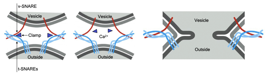 Calcium-sensitive clamps inhibit SNARE pairing to arrest fusion.