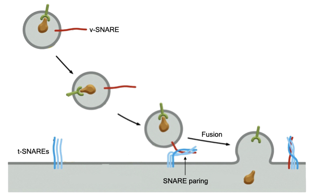 SNAREs target vesicles to their destination and mediate fusion of membranes.