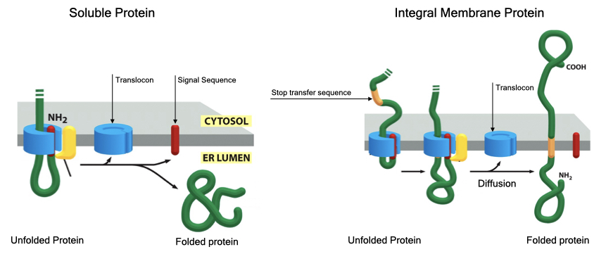 Translocation can generate soluble and integrated membrane proteins.