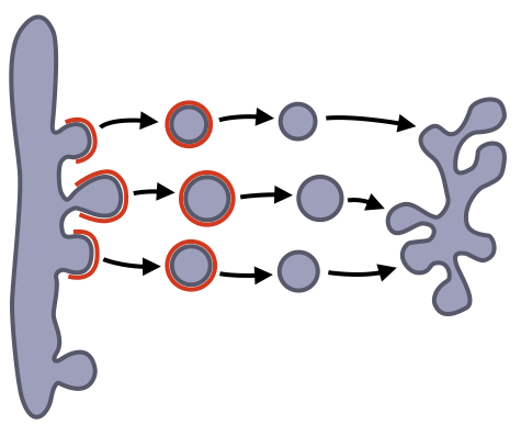Vesicular transport consists of budding, targeting and fusion.