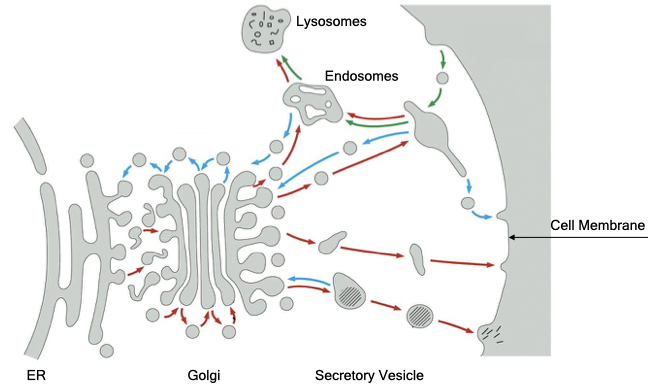 Vesicles mediate transport between membrane-bound compartments.